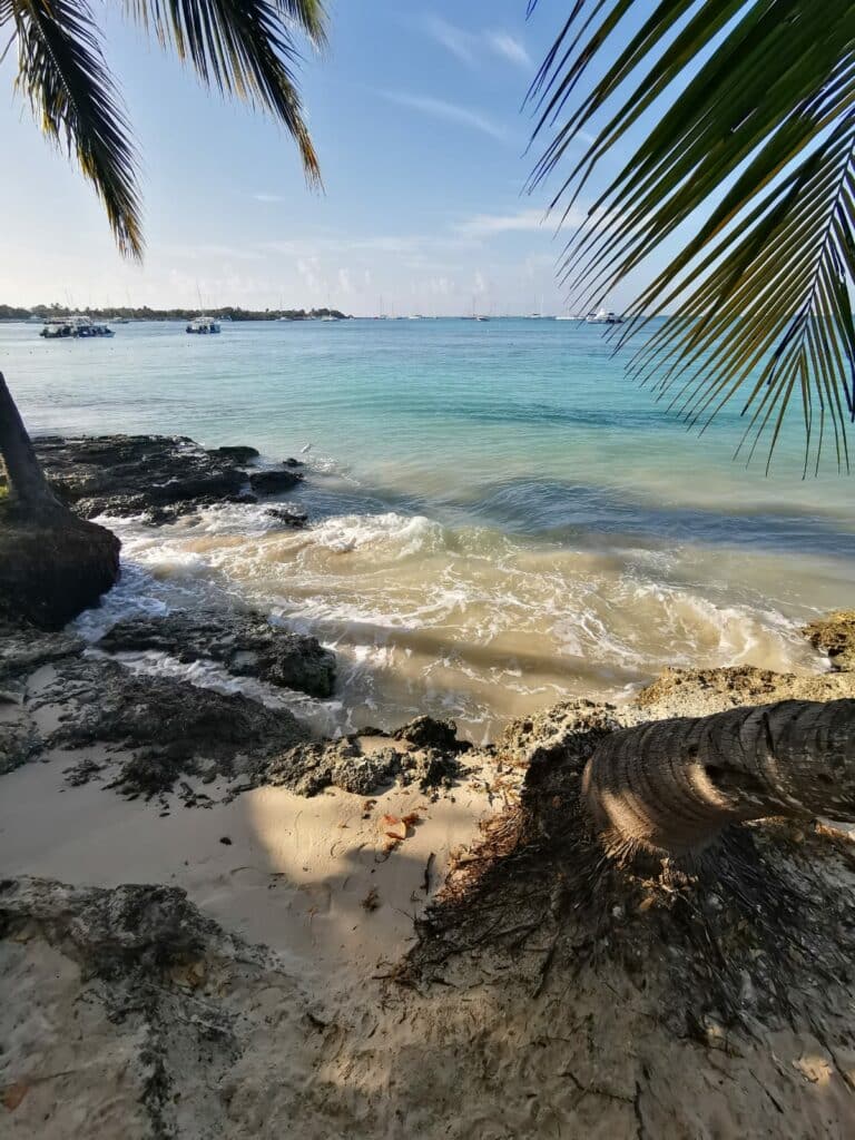 Palmen und Aussicht auf das Meer. 